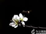 【今日朝陽(yáng)網(wǎng) 攝影欣賞】蜜蜂戲花間（武云鵬）