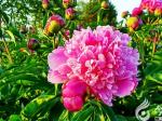 【今日朝陽(yáng)網(wǎng)  攝影欣賞】朝陽(yáng)芍藥花笑了（徐志敏）