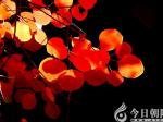 【今日朝陽(yáng)網(wǎng)  攝影作品欣賞】紅葉