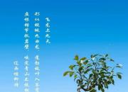 【今日朝陽(yáng)網(wǎng)】飛龍上九天（遼西怪柳）