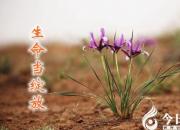 【今日朝陽(yáng)網(wǎng)】生命當(dāng)綻放（任思凝）