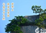 【今日朝陽(yáng)網(wǎng)】最美的景物（呂美琦）