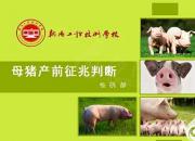 【養(yǎng)殖】母豬產(chǎn)前征兆判斷｜公益課（楊曉靜）