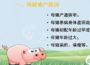 【養(yǎng)殖】母豬難產(chǎn)處理｜公益課（楊曉靜）