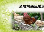 【養(yǎng)殖】公母雞的生殖器官｜公益課（馮會(huì)中）