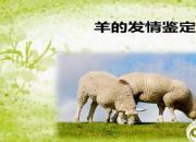 【養(yǎng)殖】羊的發(fā)情鑒定｜公益課（馮會(huì)中）