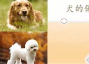 【養(yǎng)殖】犬的保定法｜公益課（魏坤）