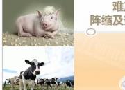 【養(yǎng)殖】難產(chǎn)之陣縮及努責(zé)微弱｜公益課（魏坤）