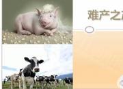 【養(yǎng)殖】難產(chǎn)之產(chǎn)道狹窄｜公益課（魏坤）