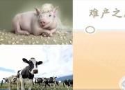 【養(yǎng)殖】難產(chǎn)之胎向異常｜公益課（魏坤）