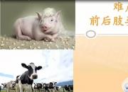 【養(yǎng)殖】難產(chǎn)之前后肢姿勢異常｜公益課（魏坤）