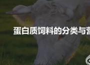 【養(yǎng)殖】蛋白質(zhì)飼料的分類及營養(yǎng)特點｜公益課（馮會中）