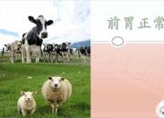 【養(yǎng)殖】前胃正常蠕動(dòng)狀態(tài)｜公益課（魏坤）