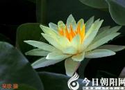 花姿百態(tài)——蓮花（陳玉民）