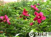 花姿百態(tài)——木槿花（陳玉民）