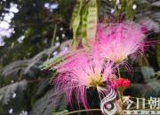 花姿百態(tài)——合歡花（陳玉民）