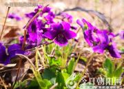 花姿百態(tài)——紫花地丁（陳玉民）