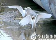 【今日朝陽(yáng)網(wǎng)】奇葩嗅覺(jué)：歧氣〔qì qi〕（吳歌）