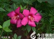 花姿百態(tài)——扶桑花（陳玉民）